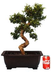 Fukien Tea (Specimen) #131